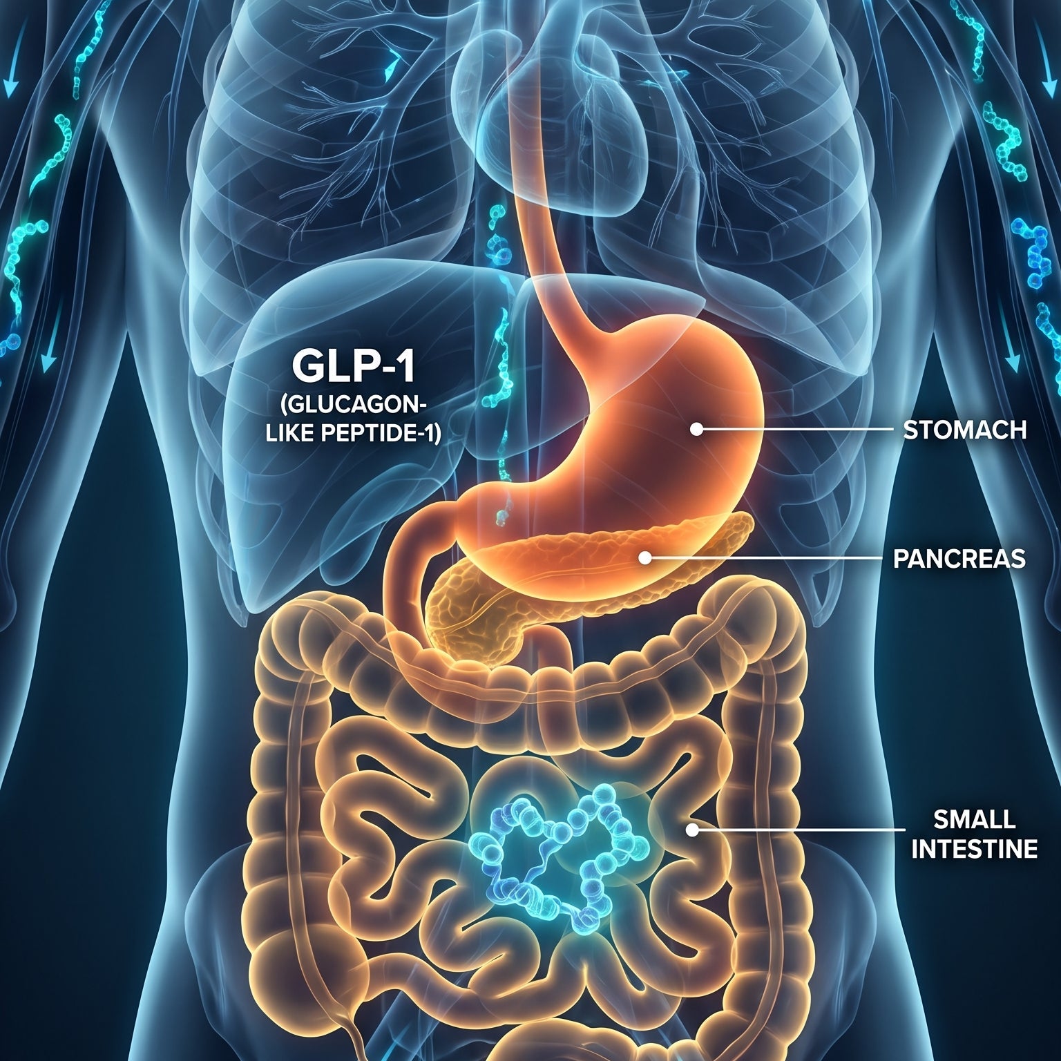 What Is GLP-1 and How Does It Actually Work?